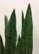 Штучна рослина Engard Sansevieria 65 см (DW-10)