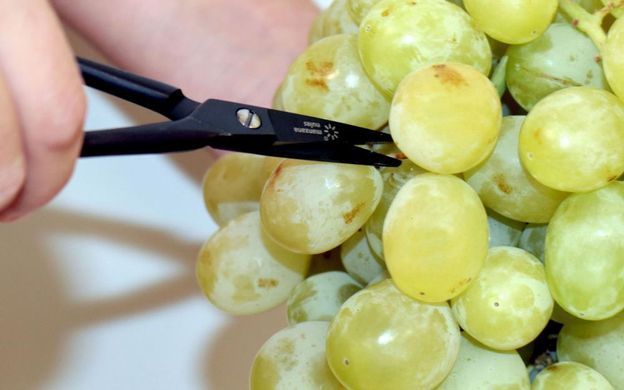 Ножиці 140 мм для прорідження ягід та винограду (леза 3 см - ковані), Manzana (UV-17)