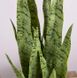Штучна рослина Engard Sansevieria 65 см (DW-11)