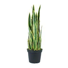 Штучна рослина Engard Sansevieria 92 см (DW-12)