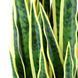 Штучна рослина Engard Sansevieria 92 см (DW-12)