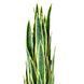 Штучна рослина Engard Sansevieria 92 см (DW-12)