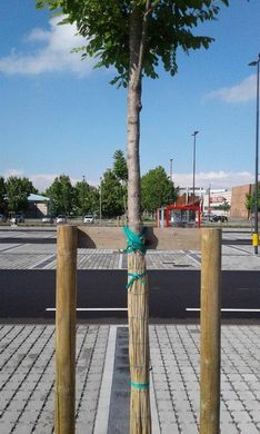 Кембрик для підв`язки дерев та чагарників Cordioli 4 мм, 125 метрів (Італія) (440)