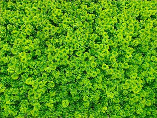 Декоративне зелене покриття "Мох" 50х50см (GCK-14), 50*50 см