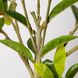 Штучна рослина Engard Magnolia 150 см (DW-18)