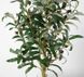 Штучна рослина Engard Olive Tree 80 см (DW-20)