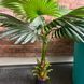Искусственное растение Engard Fan Palm 95 см (DW-26)