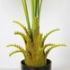 Искусственное растение Engard Fan Palm 95 см (DW-26)