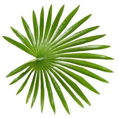 Искусственное растение Engard Fan Palm 120 см (DW-27)